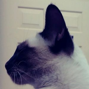 Meet your Posher, Anne